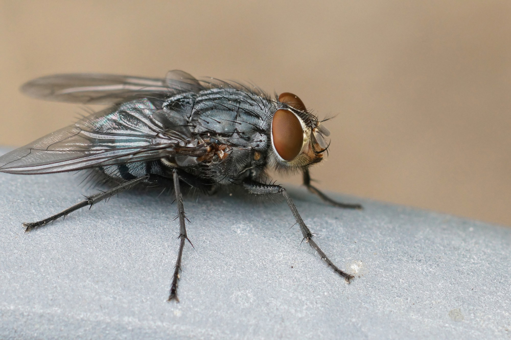 imagem de uma mosca posada em uma surperfície